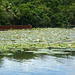 Guatemala, A Lot of Water Lilies in the Chocón Machacas Protected Biotope