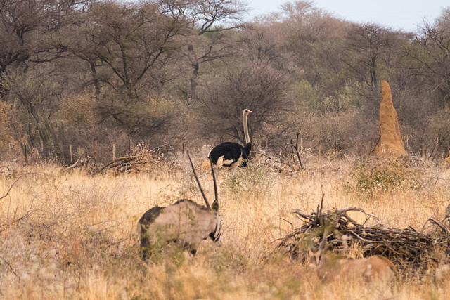 Namibia-0716