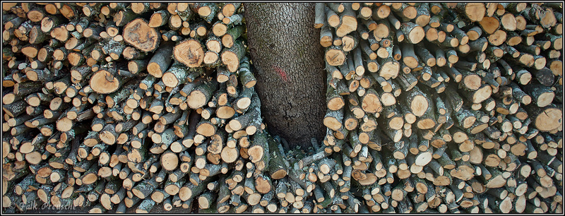 Baum im Holz