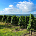 Weinberge im August