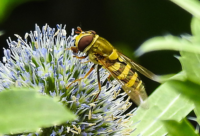 20230722 2897CPw [D~LIP] Mannstreu, Große Schwebfliege (Syrphus ribesii), BS