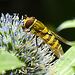 20230722 2897CPw [D~LIP] Mannstreu, Große Schwebfliege (Syrphus ribesii), BS