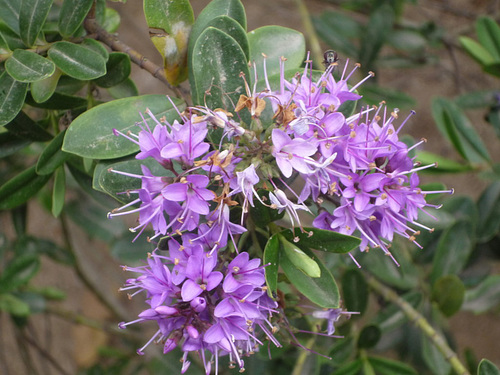 Pequeñas flores lilas