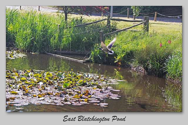 East Blatchington Pond - Seaford - 6.6.2015