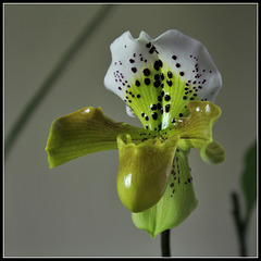 Paphiopedilum Boliviana (2) Paphiopedilum Boliviana (2)