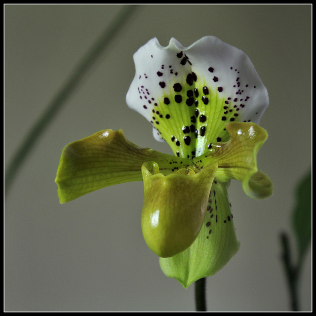 Paphiopedilum Boliviana  (2)