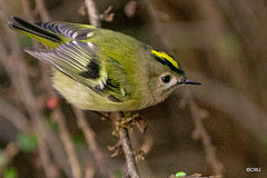 The Goldcrest family are back in residence