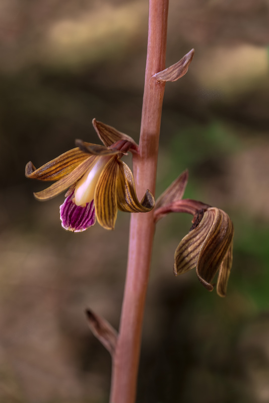 Hexalectris spicata (Crested Coralroot orchid)