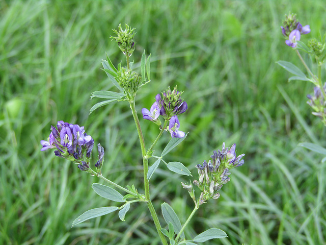 lila Wiesenblumen