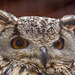 Eagle owl