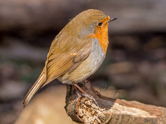 Robin (55)