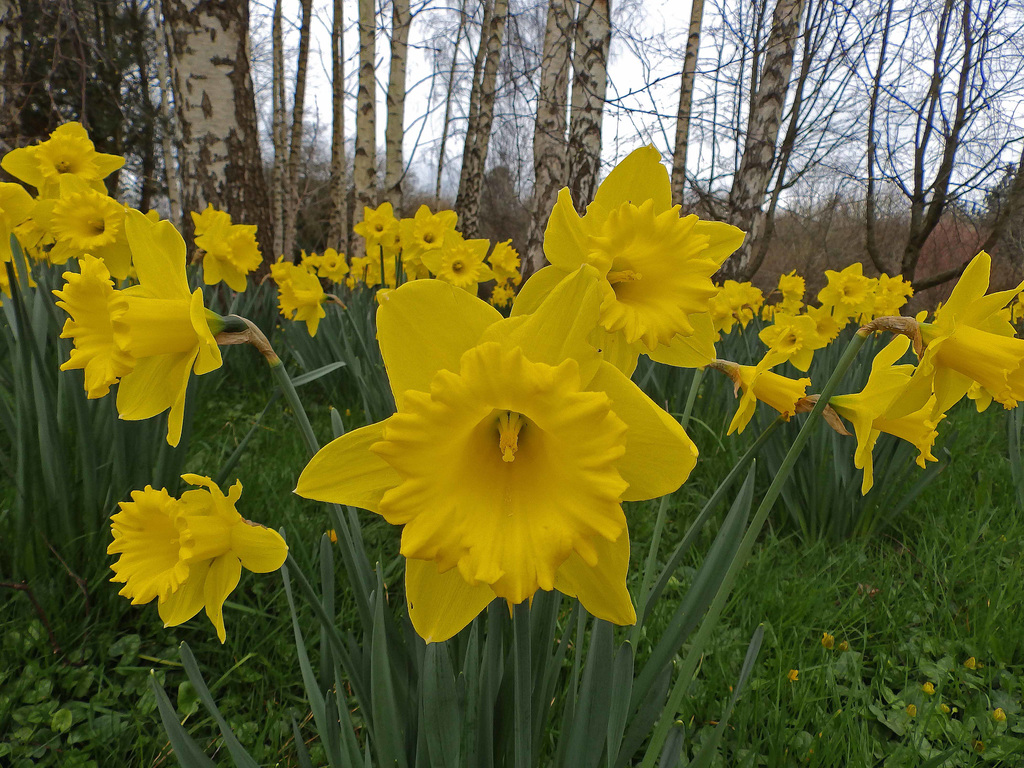 Daffs.