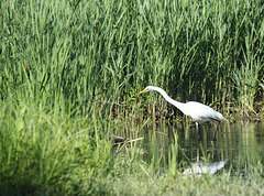 41/50 grande aigrette-great egret