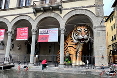 Lucca 2024 – Tiger