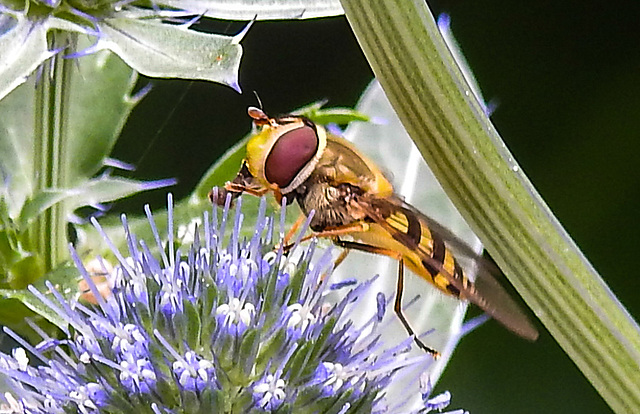 20230722 2906CPw [D~LIP] Mannstreu, Große Schwebfliege (Syrphus ribesii), BS