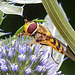 20230722 2906CPw [D~LIP] Mannstreu, Große Schwebfliege (Syrphus ribesii), BS