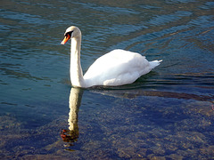 Ein weisser Schwan ziehet entlang.... ( hier aber auf dem Bielerse )