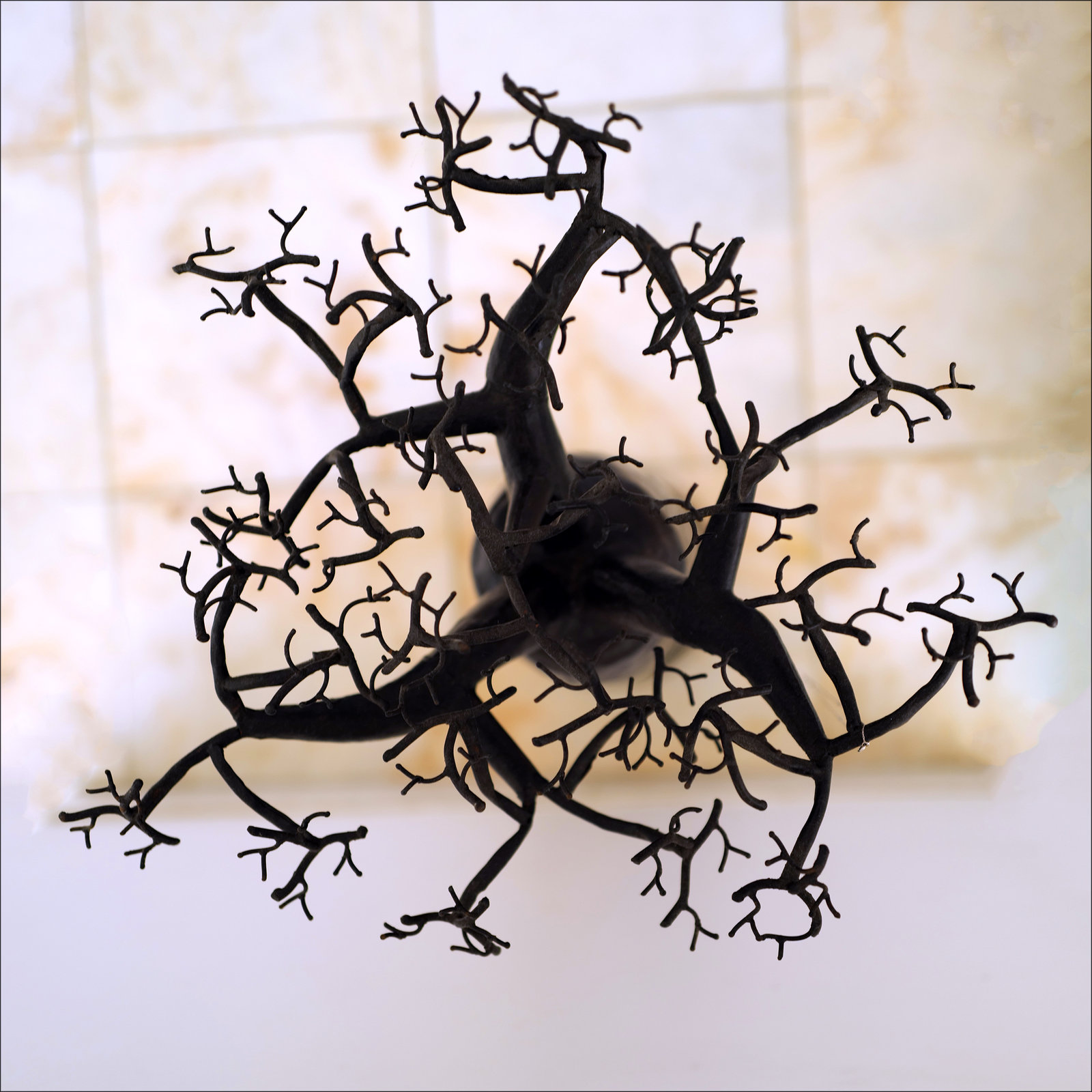 Iron Adansonia digitata from above