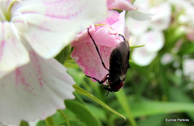 Beetle on Sweet William.