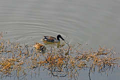 Northern Shoveler Pair