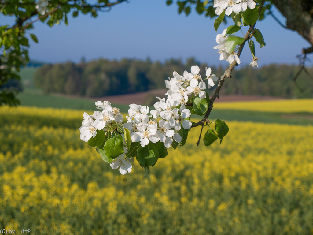 Spring - Frühling