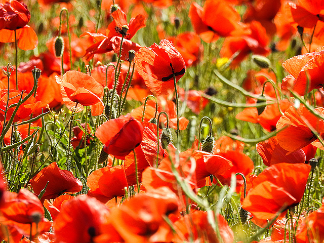 20170518 1612CPw [A+H] Klatsch Mohn (Papaver rhoeas), Neusiedler See