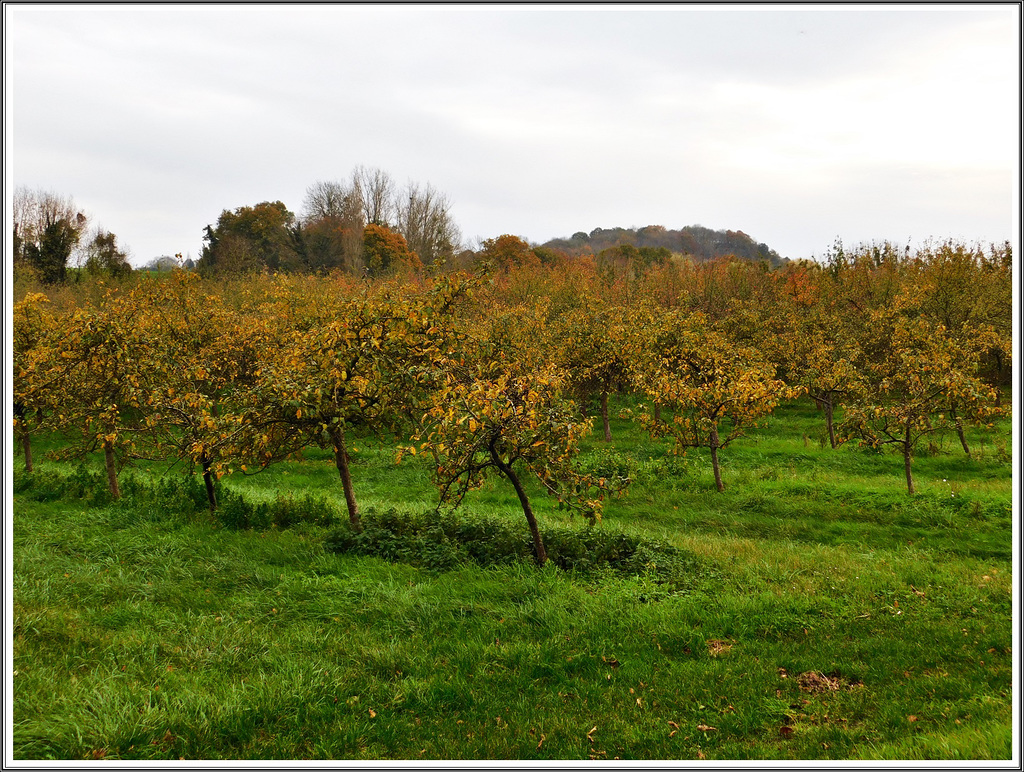 Les Pommiers à la Ville Ger en automne