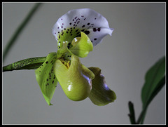 Paphiopedilum Boliviana  (4)