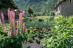 Garten im alten Dorf Bonneval-sur Arc (1800 müM)