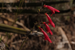 Penstemon barbatus, Grand Canyon USA L1010380