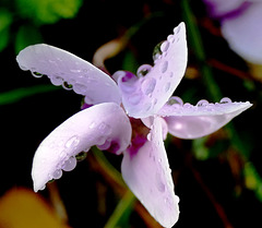 Cyclamen de Naples.