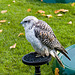 Falconry at Chester Cathedral (1)