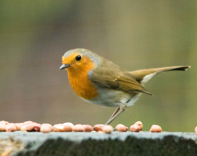 Robin 1 (1)