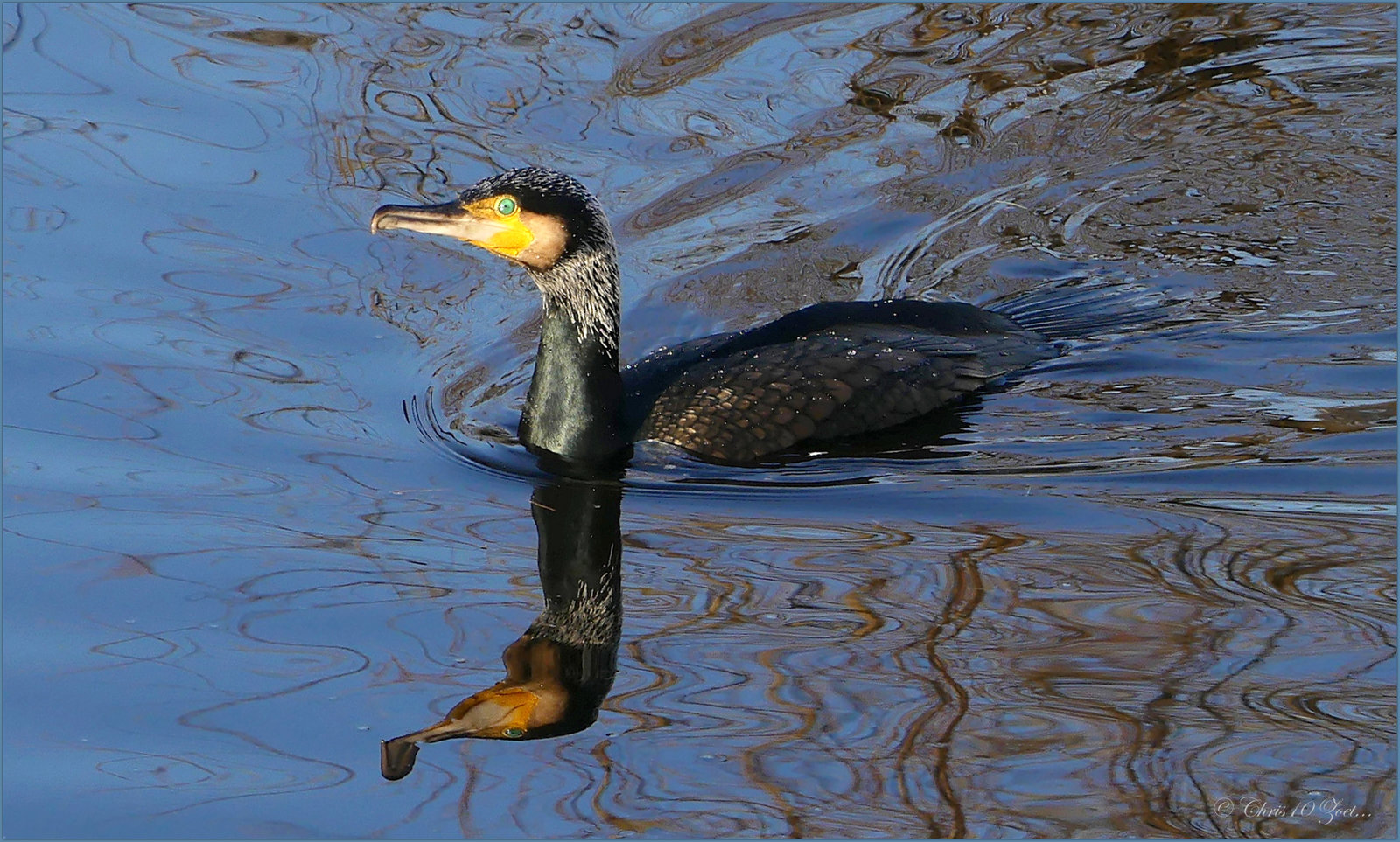 Cormorant ~ Aalscholver (Phalacrocorax) in broedkleed...