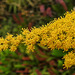 20210907 2805CPw [D~LIP] Kanadische Goldrute (Solidago canadensis), Bad Salzuflen