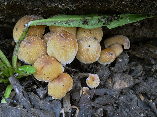 Attingham park fungi