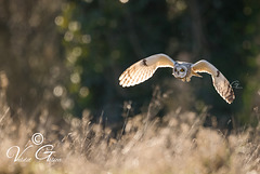 Hibou des marais - mars 2022 IDF