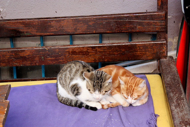 cats sleeping