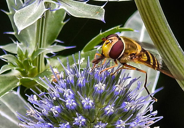 20230722 2909CPw [D~LIP] Mannstreu, Große Schwebfliege (Syrphus ribesii), BS