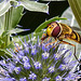 20230722 2909CPw [D~LIP] Mannstreu, Große Schwebfliege (Syrphus ribesii), BS