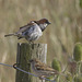 5T2A7583 Dunnock