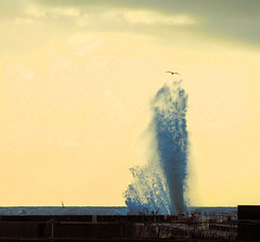 la vague et l'oiseau, la vague et l'oiseau,