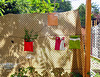 Aromatic herbs