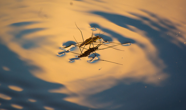 Water strider out for a sunset stroll