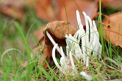 Clavaria fragilis