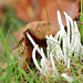 Clavaria fragilis