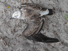 DSCN5243 - filhote de gaivota Larus dominicanus machucado
