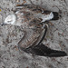 DSCN5243 - filhote de gaivota Larus dominicanus machucado
