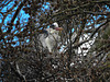 20170426 0603CPw [D~BI] Graureiher (Ardea cinerea), Tierpark Olderdissen, Bielefeld