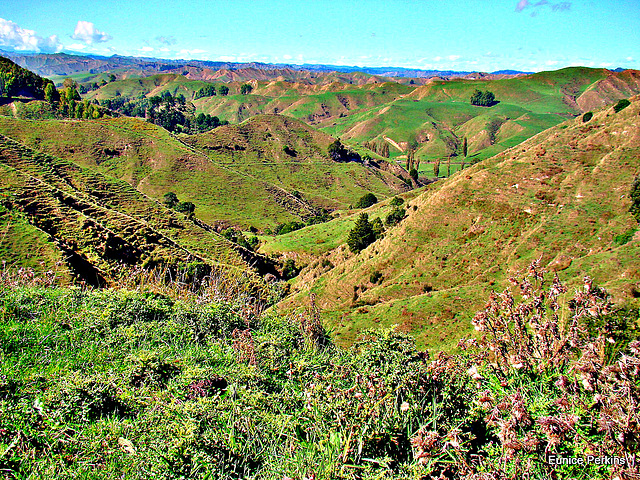 From a Lookout